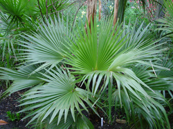 palmier petite taille