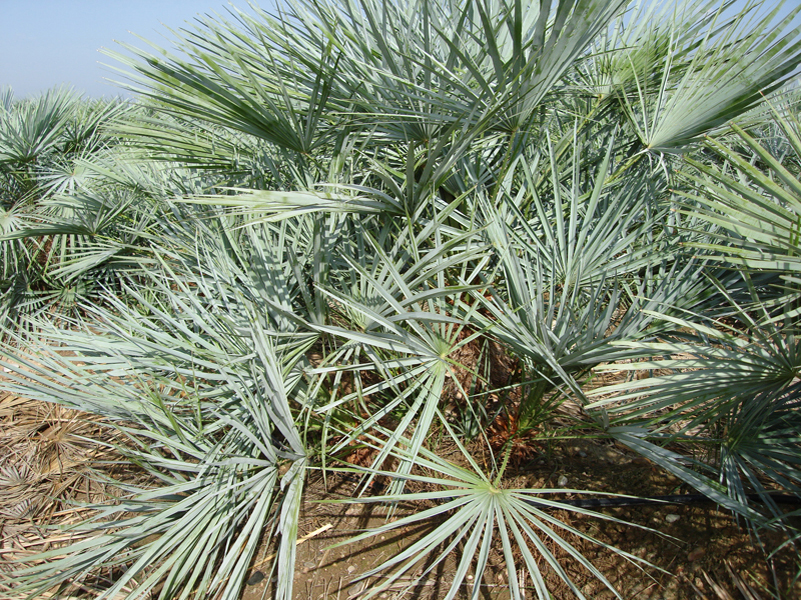 chamaerops-humilis-cerifera5_xl.jpg