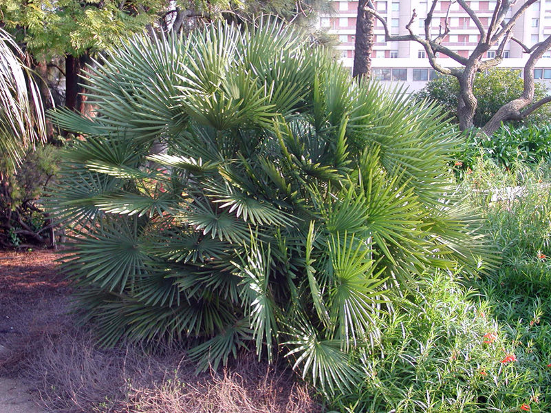 Palmier Nain Extérieur Résistant Au Gel