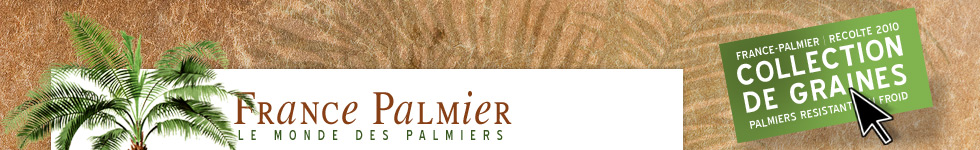 France Palmier : le monde des palmiers